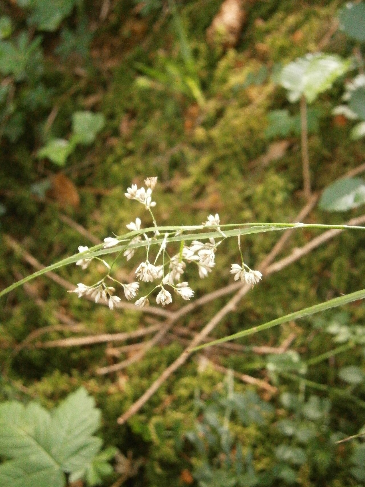 Oakforest woodrush: Luzula luzuloides