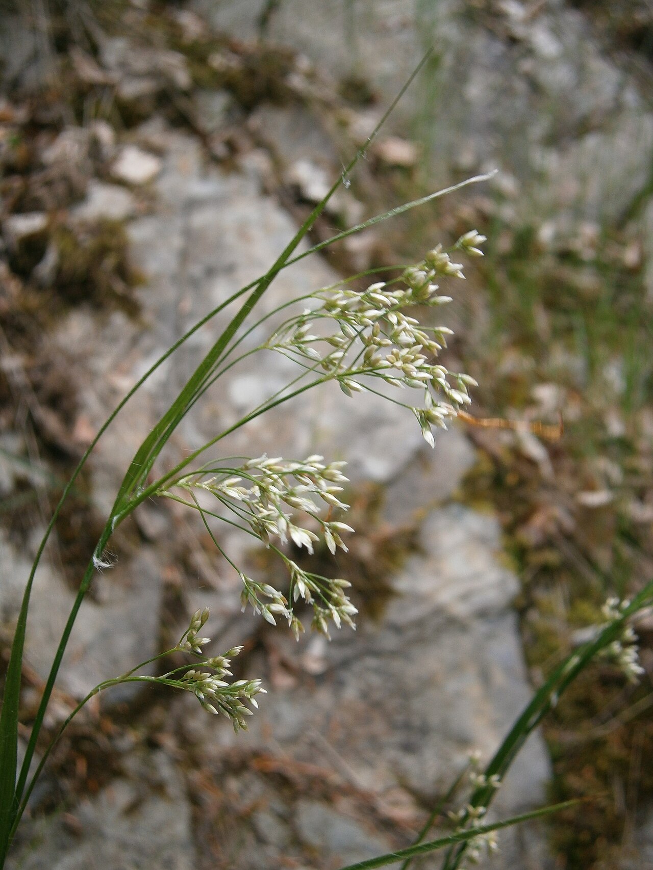 Oakforest woodrush: Luzula luzuloides
