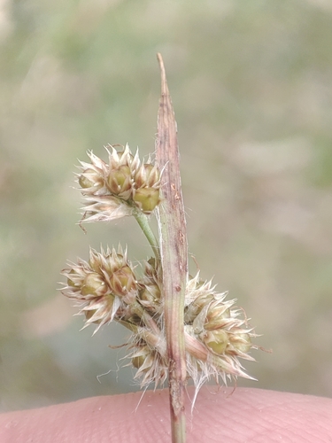 Luzula meridionalis (Luzula meridionalis)