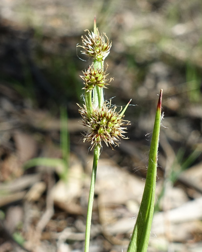 Luzula meridionalis (Luzula meridionalis)