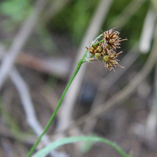 Luzula meridionalis (Luzula meridionalis)