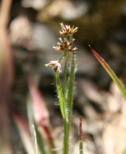 Luzula meridionalis (Luzula meridionalis)