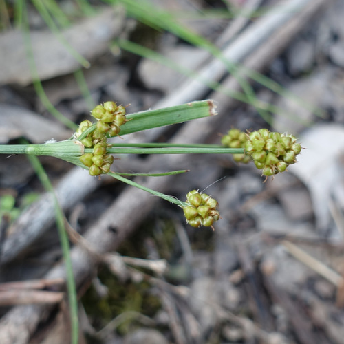 Luzula meridionalis (Luzula meridionalis)
