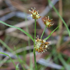 Luzula meridionalis (Luzula meridionalis)