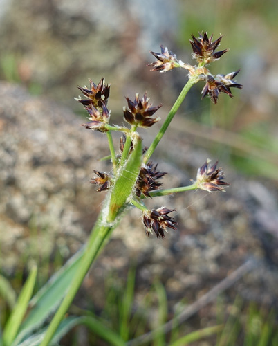 Luzula meridionalis (Luzula meridionalis)
