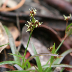 Luzula meridionalis (Luzula meridionalis)