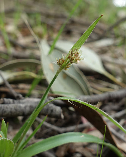 Luzula meridionalis (Luzula meridionalis)