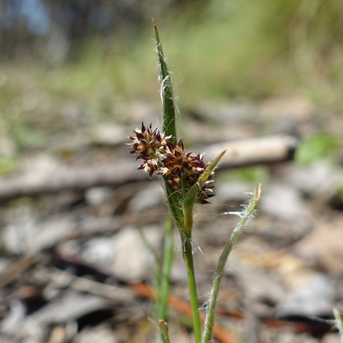 Luzula meridionalis (Luzula meridionalis)