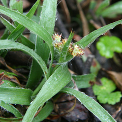 Luzula meridionalis (Luzula meridionalis)