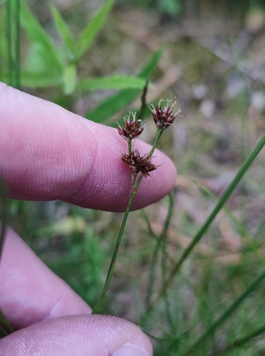Common woodrush (Luzula multiflora)