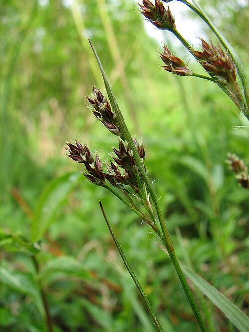 Common woodrush: Luzula multiflora