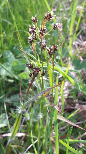 Common woodrush (Luzula multiflora)