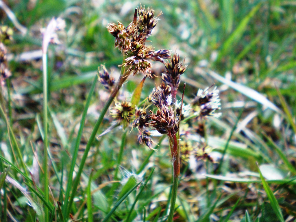 Common woodrush: Daugiažiedis kiškiagrikis