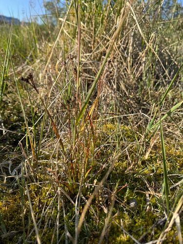Common woodrush (Luzula multiflora)