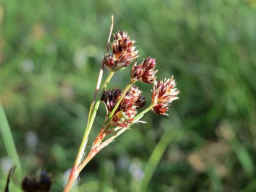 Common woodrush: Vielblütige Hainsimse ( Luzula multiflora )) in der Schwetzinger Hardt