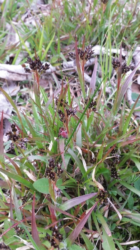 Common woodrush (Luzula multiflora)