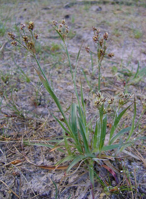 Common woodrush: Luzula multiflora, near Ustka