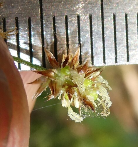 Common woodrush (Luzula multiflora)