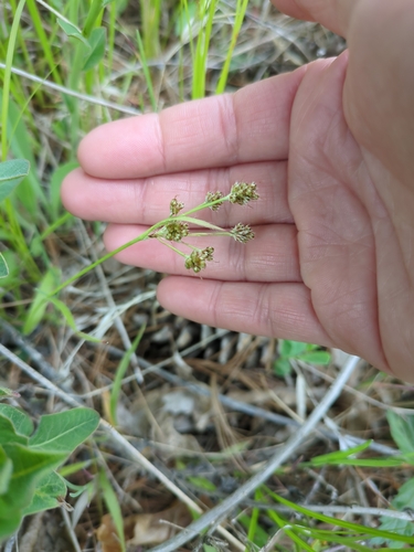 Common woodrush (Luzula multiflora)