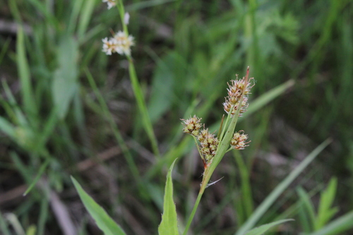 Common woodrush (Luzula multiflora)
