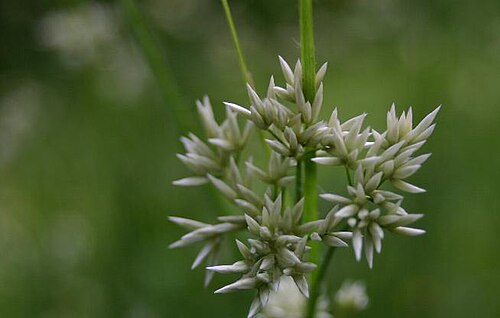 Luzula nivea: Luzula nivea : Flowers.