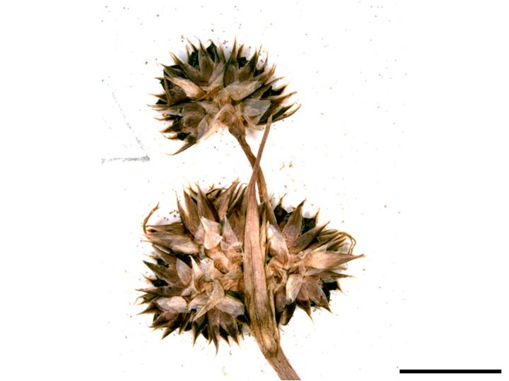 Luzula novae-cambriae: Bauerago vuyckii is a species of fungi growing on Luzula novae-cambriae