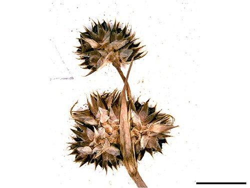 Luzula novae-cambriae: Bauerago vuyckii is a species of fungi growing on Luzula novae-cambriae