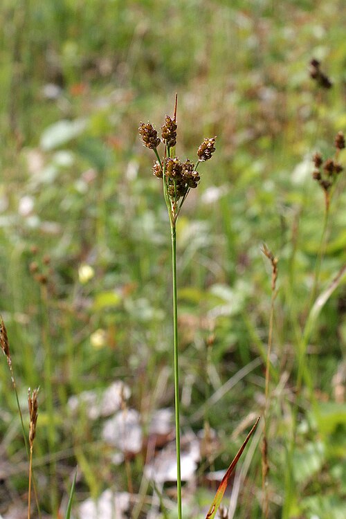Eurasian woodrush: Luzula pallescens Sw. - Pale European woodrush