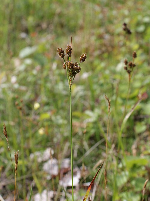 Eurasian woodrush: Juncaceae, Luzula pallescens