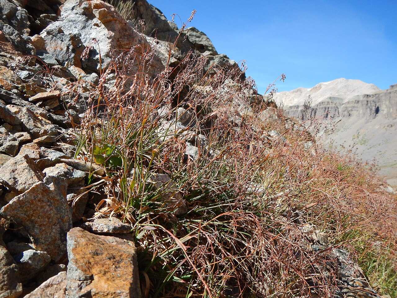 Small-flower wood-rush: Although sporadic in alpine and subalpine settings, this species is more common at lower montane elevations. This site is on a protected north facing slope. The