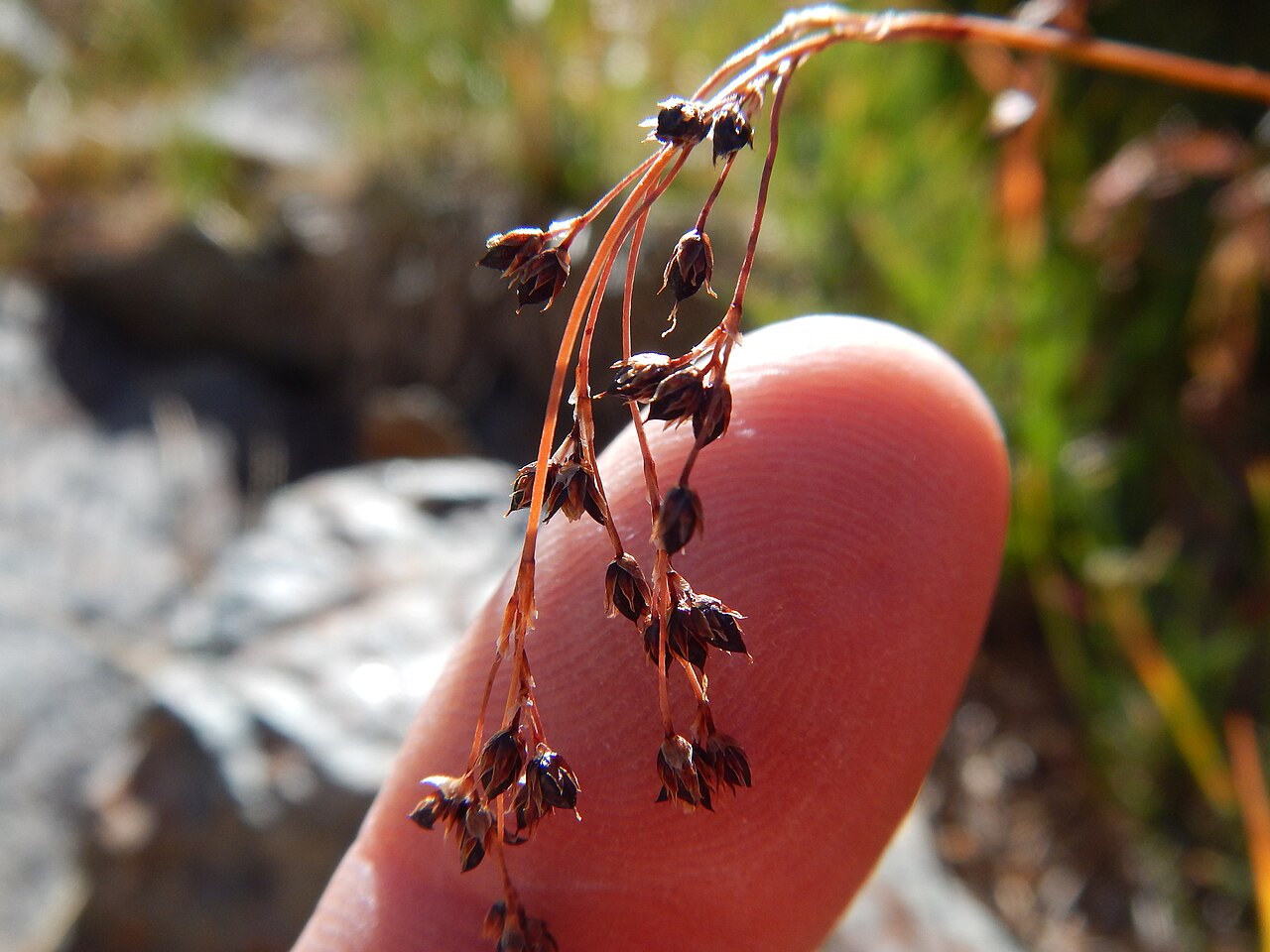 Small-flower wood-rush: Although sporadic in alpine and subalpine settings, this species is more common at lower montane elevations. This site is on a protected north facing slope. The