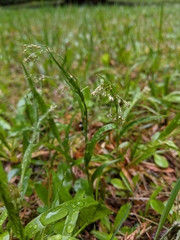 Small-flower wood-rush (Luzula parviflora)
