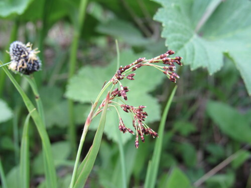 Small-flower wood-rush (Luzula parviflora)