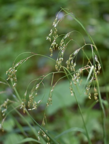 Small-flower wood-rush (Luzula parviflora)
