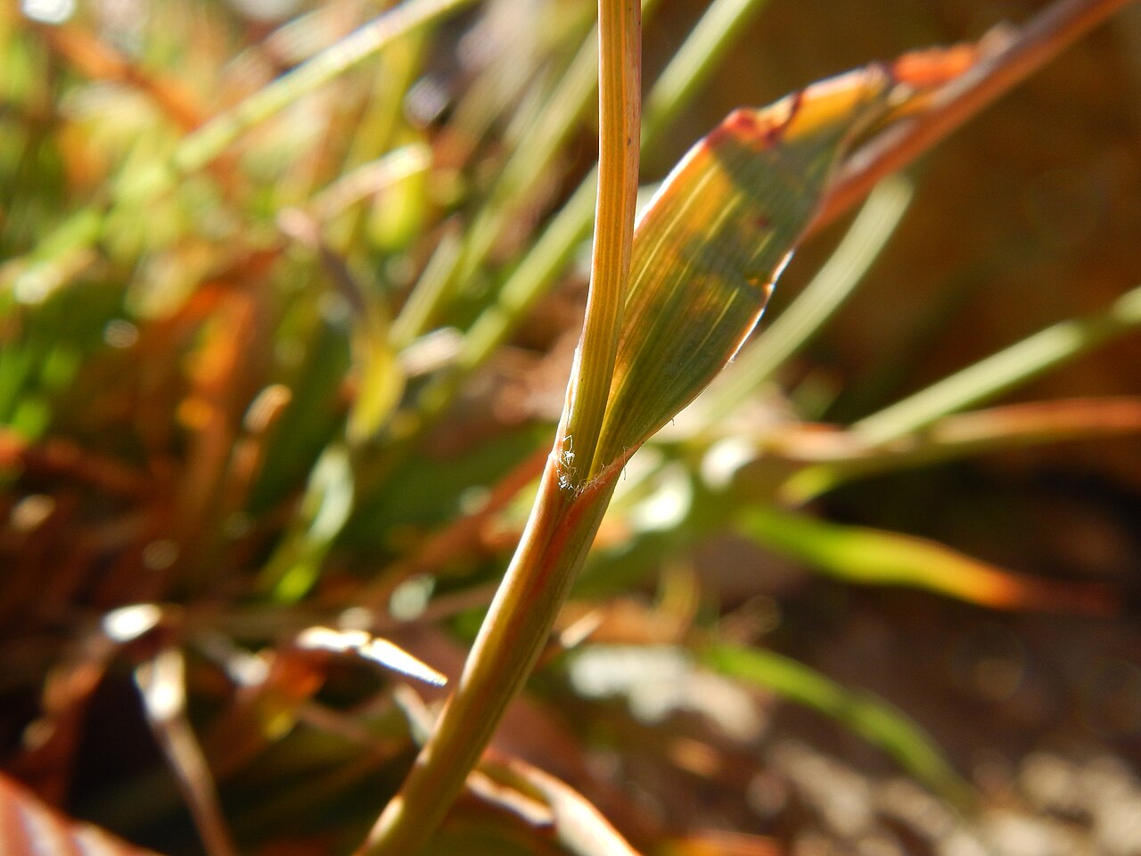 Small-flower wood-rush: Although sporadic in alpine and subalpine settings, this species is more common at lower montane elevations. This site is on a protected north facing slope. The