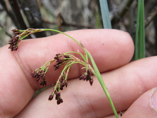 Small-flower wood-rush (Luzula parviflora)