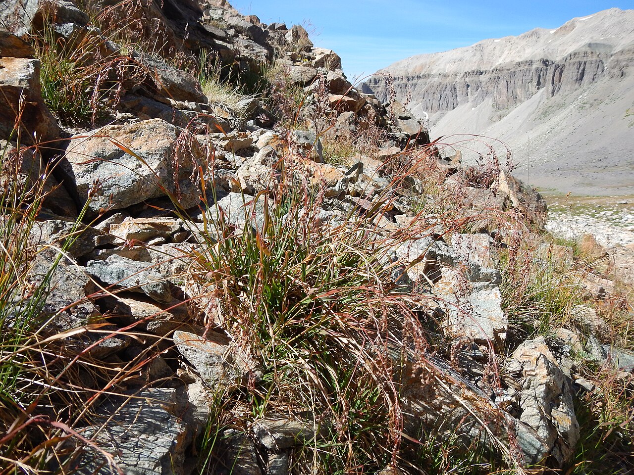 Small-flower wood-rush: Although sporadic in alpine and subalpine settings, this species is more common at lower montane elevations. This site is on a protected north facing slope. The
