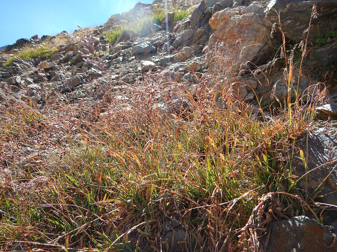 Small-flower wood-rush: Although sporadic in alpine and subalpine settings, this species is more common at lower montane elevations. This site is on a protected north facing slope. The
