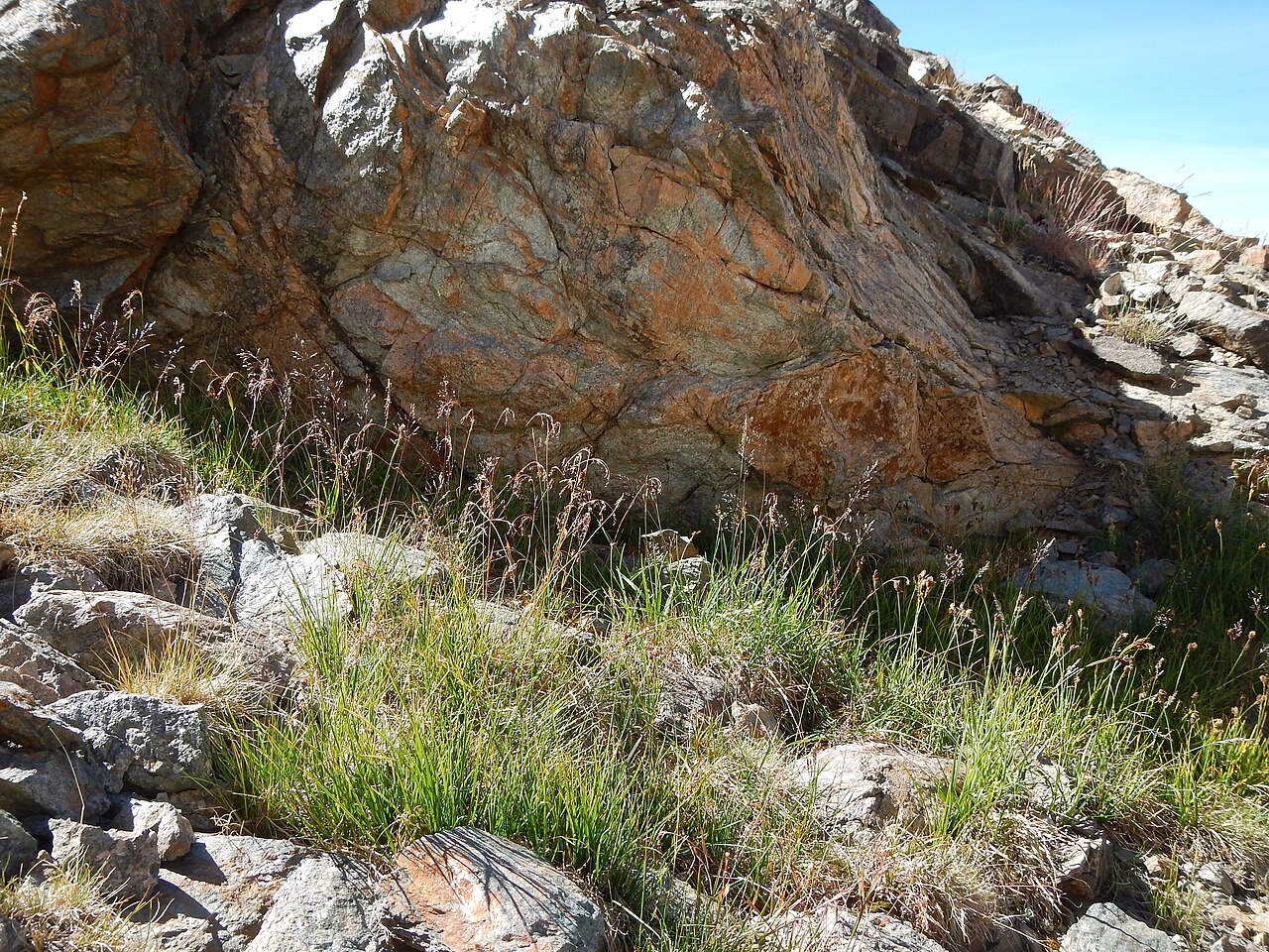 Small-flower wood-rush: Although sporadic in alpine and subalpine settings, this species is more common at lower montane elevations. This site is on a protected north facing slope. The
