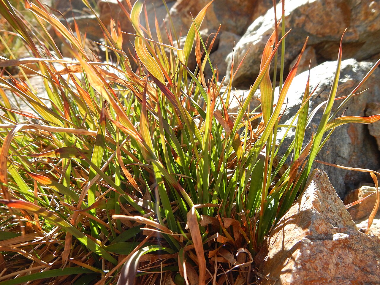 Small-flower wood-rush: Although sporadic in alpine and subalpine settings, this species is more common at lower montane elevations. This site is on a protected north facing slope. The