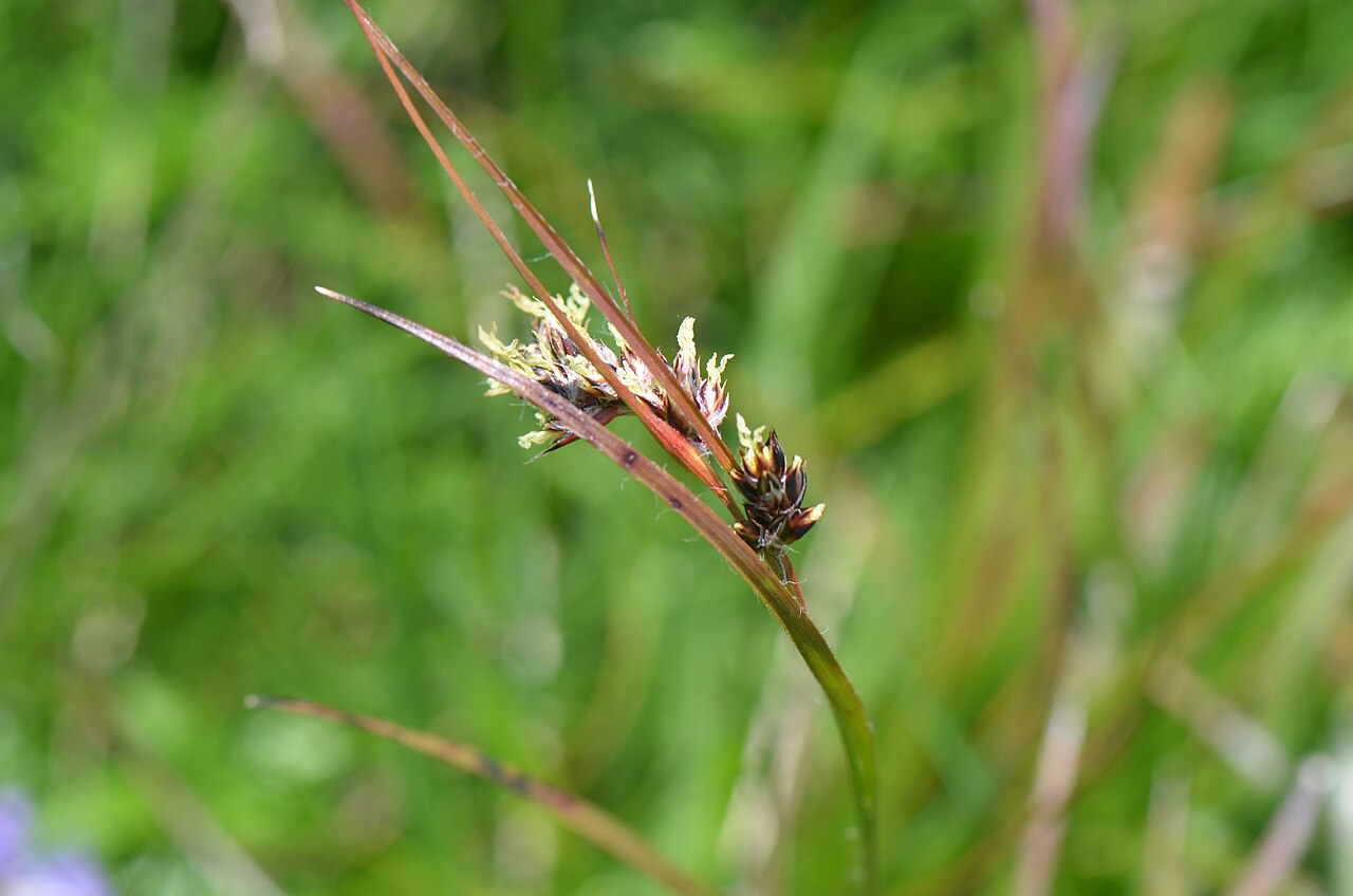 Luzula pediformis: Luzule penchée