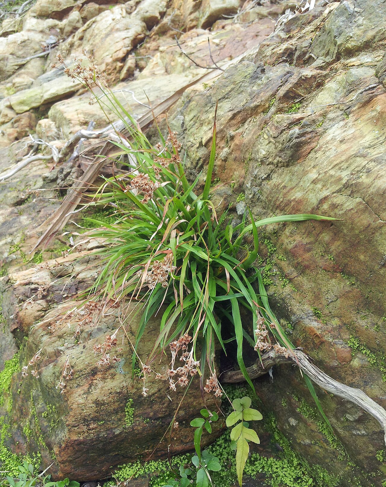 Luzula picta: Luzula picta picta in New Zealand