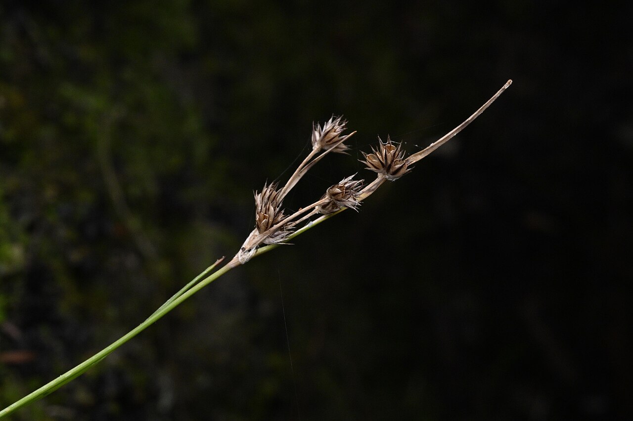 Luzula picta: Luzula picta pallida in New Zealand