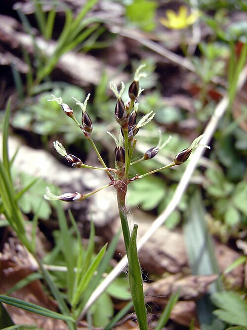 Hairy woodrush: flower of Luzula pilosa
