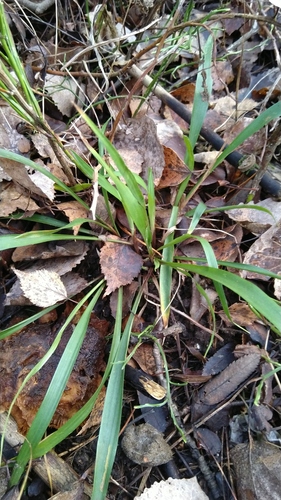 Hairy woodrush (Luzula pilosa)