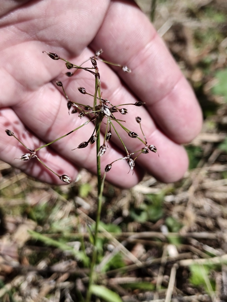 Hairy woodrush (Luzula pilosa)