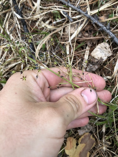 Hairy woodrush (Luzula pilosa)