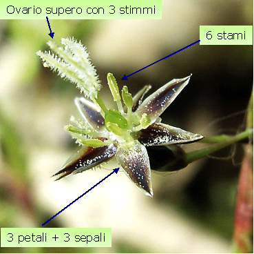 Hairy woodrush: flower of Luzula pilosa (L.) Willd.