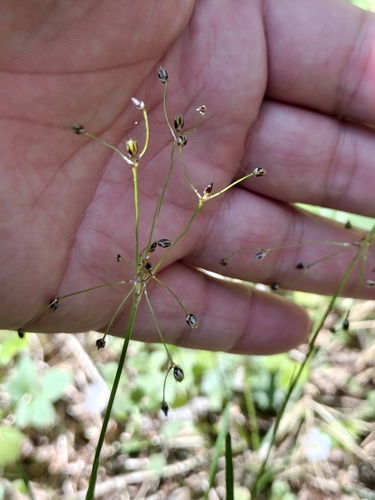 Hairy woodrush (Luzula pilosa)