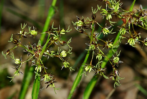 Hairy woodrush: Luzula pilosa, Hairy Wood-rush - flowers